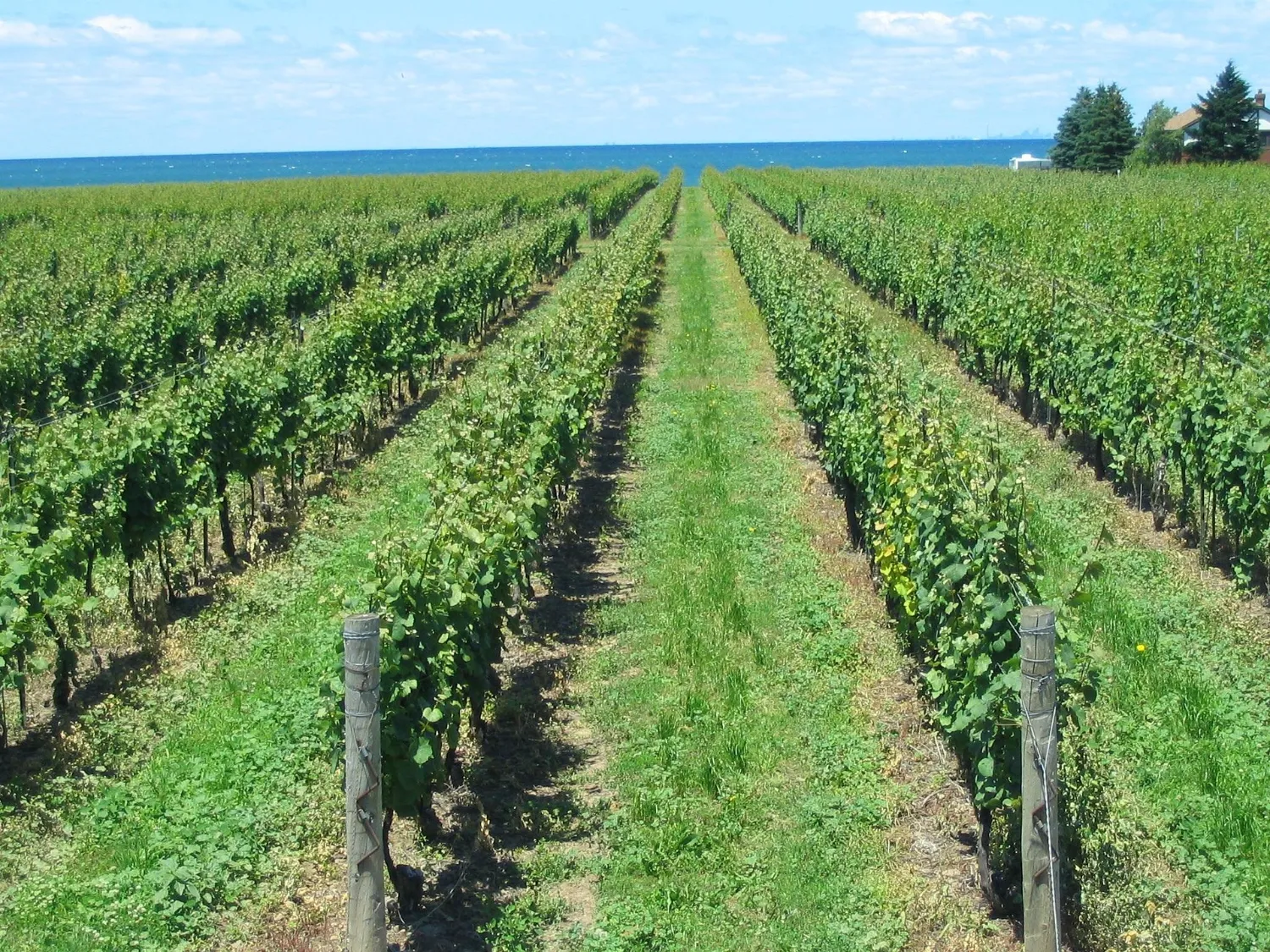 Vineyard rows in Niagara-on-the-Lake wine country, Ontario